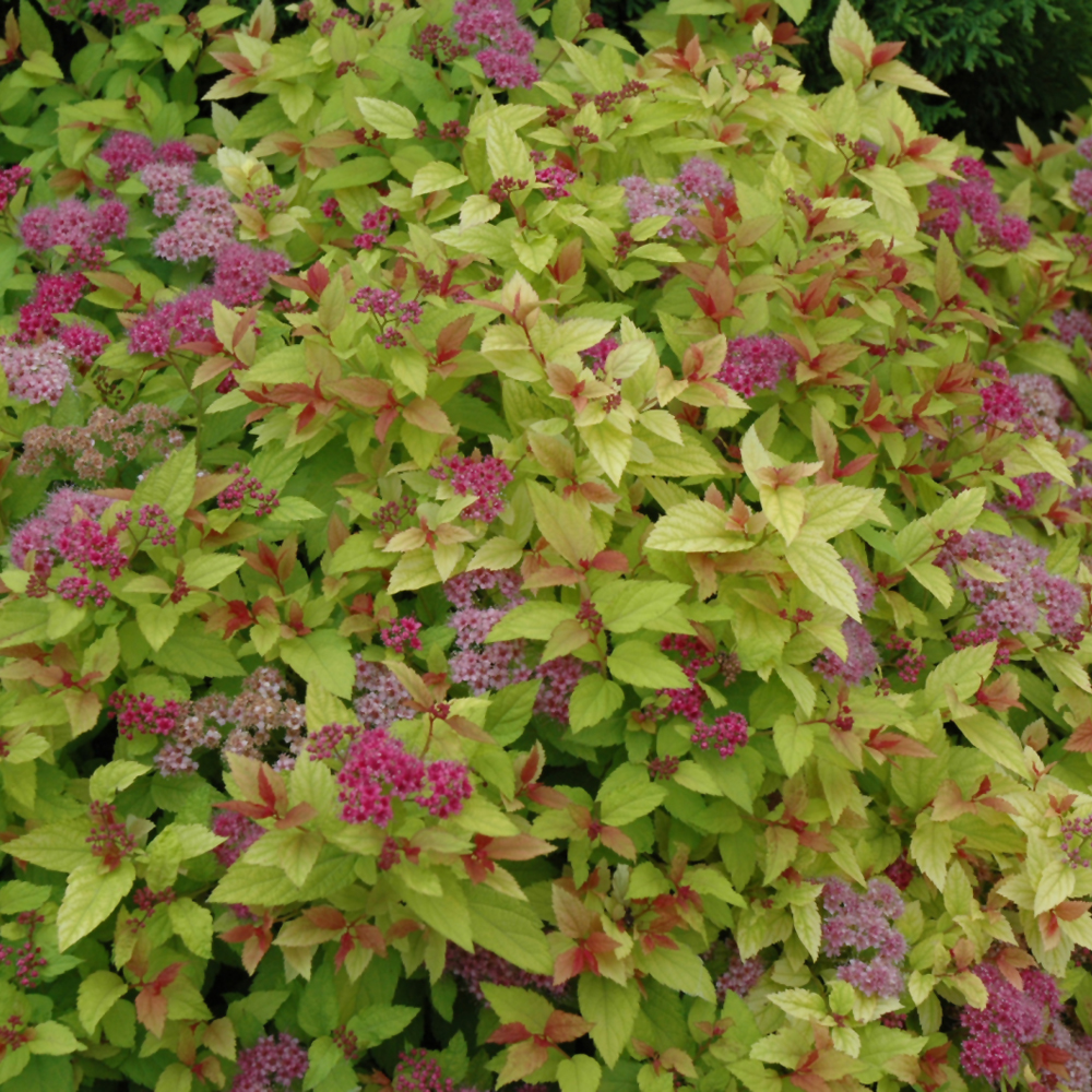 Magic Carpet Spirea - Image 2