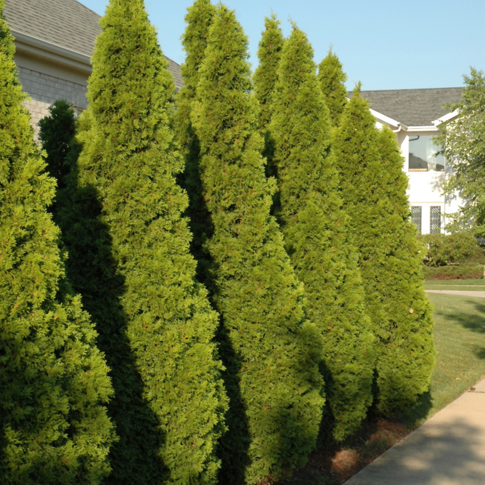 Emerald Green Arborvitae - Image 2