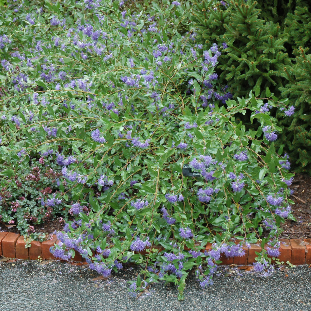 Blue Mist Caryopteris - Image 2