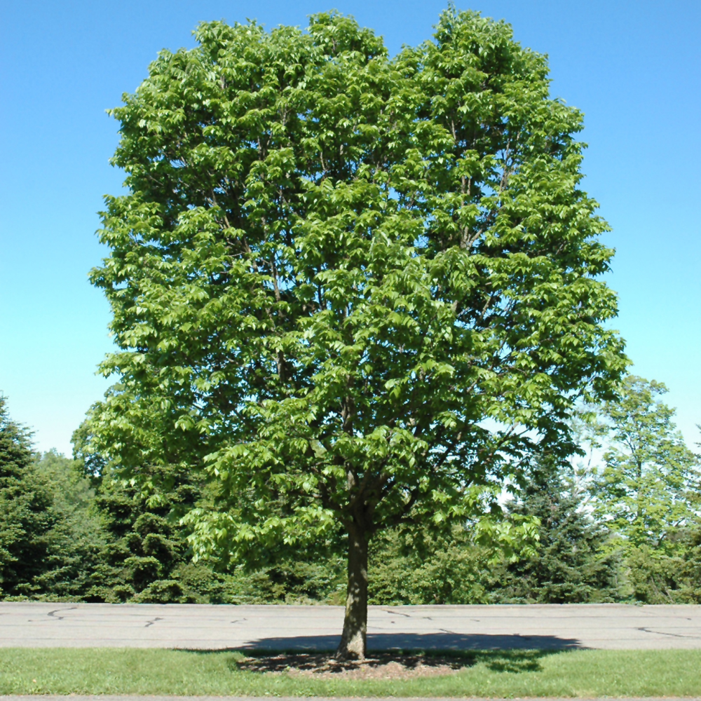Prairie Pride Common Hackberry