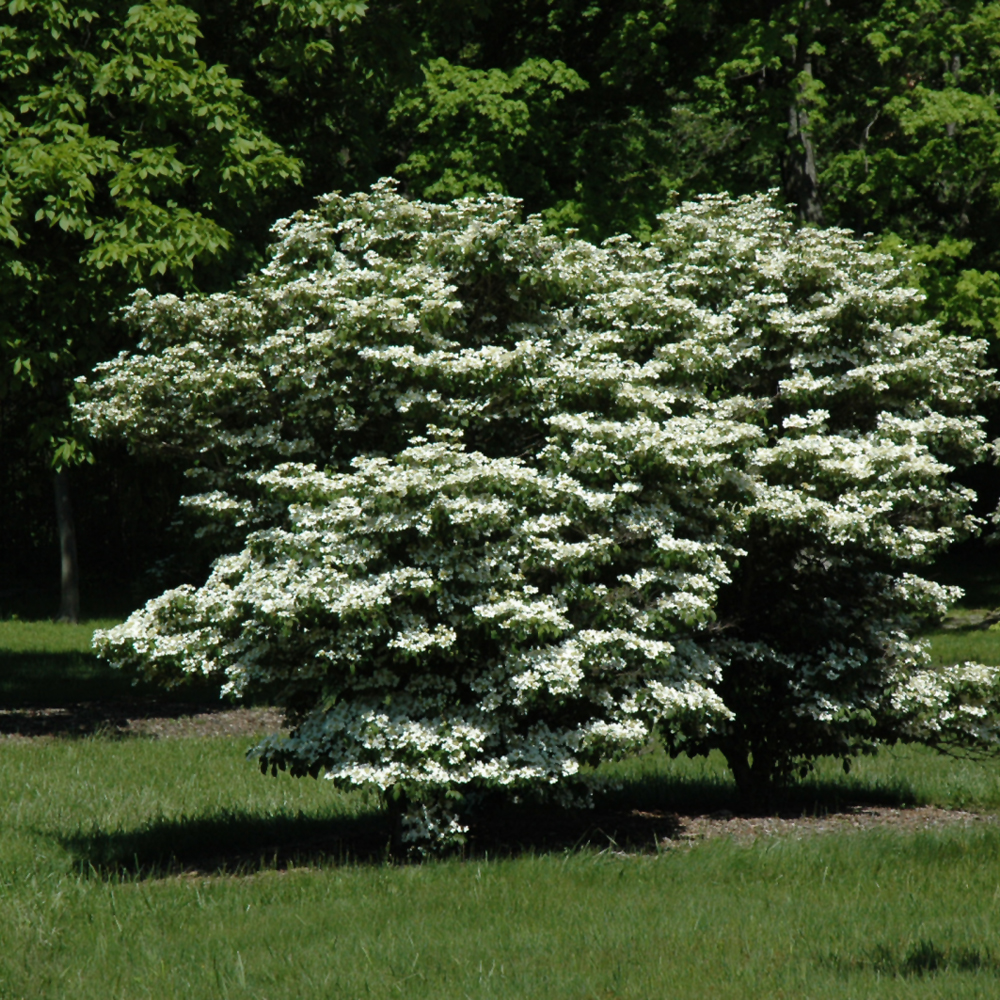 Summer Snowflake Doublefile Viburnum - Image 3
