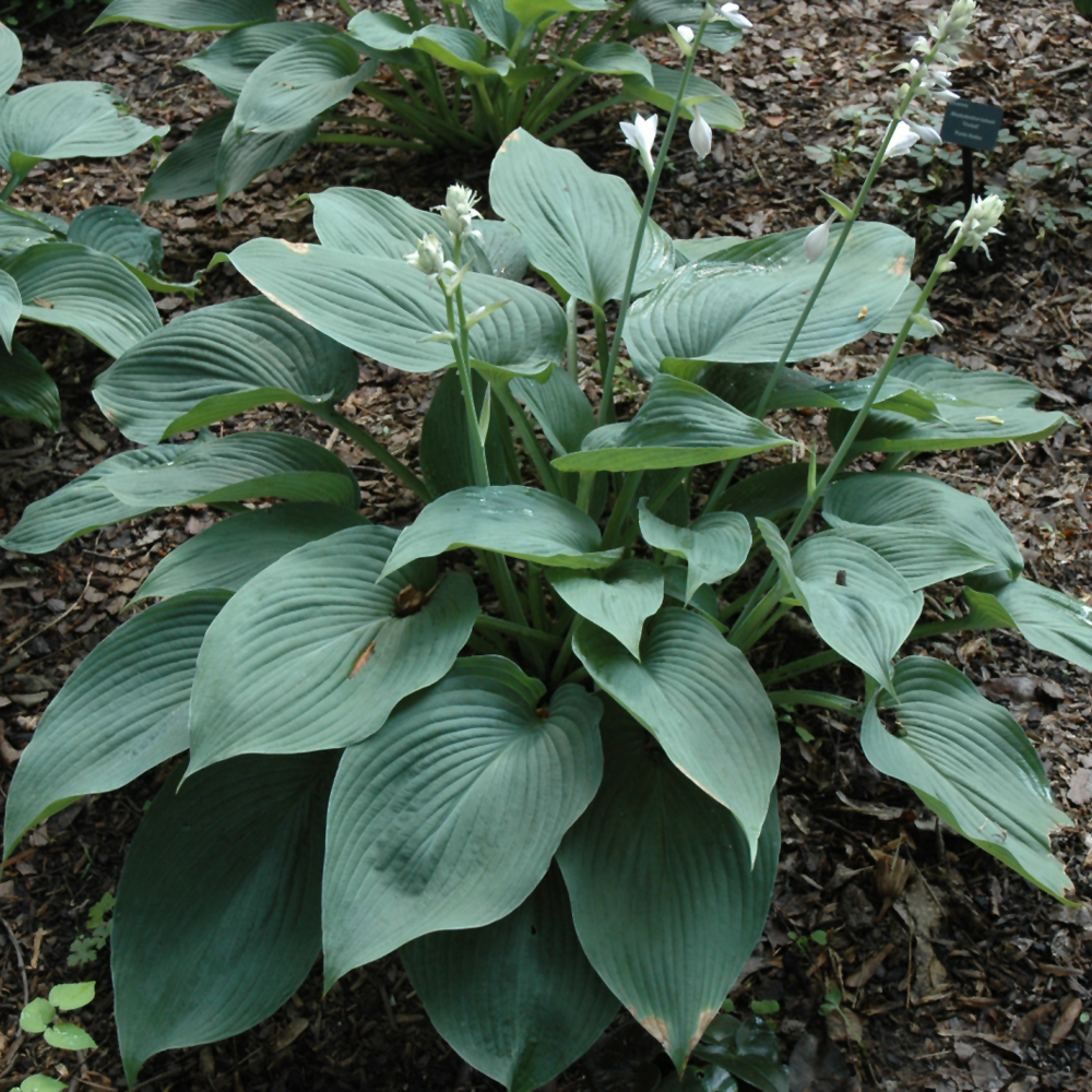 Blue Angel Hosta - Image 2