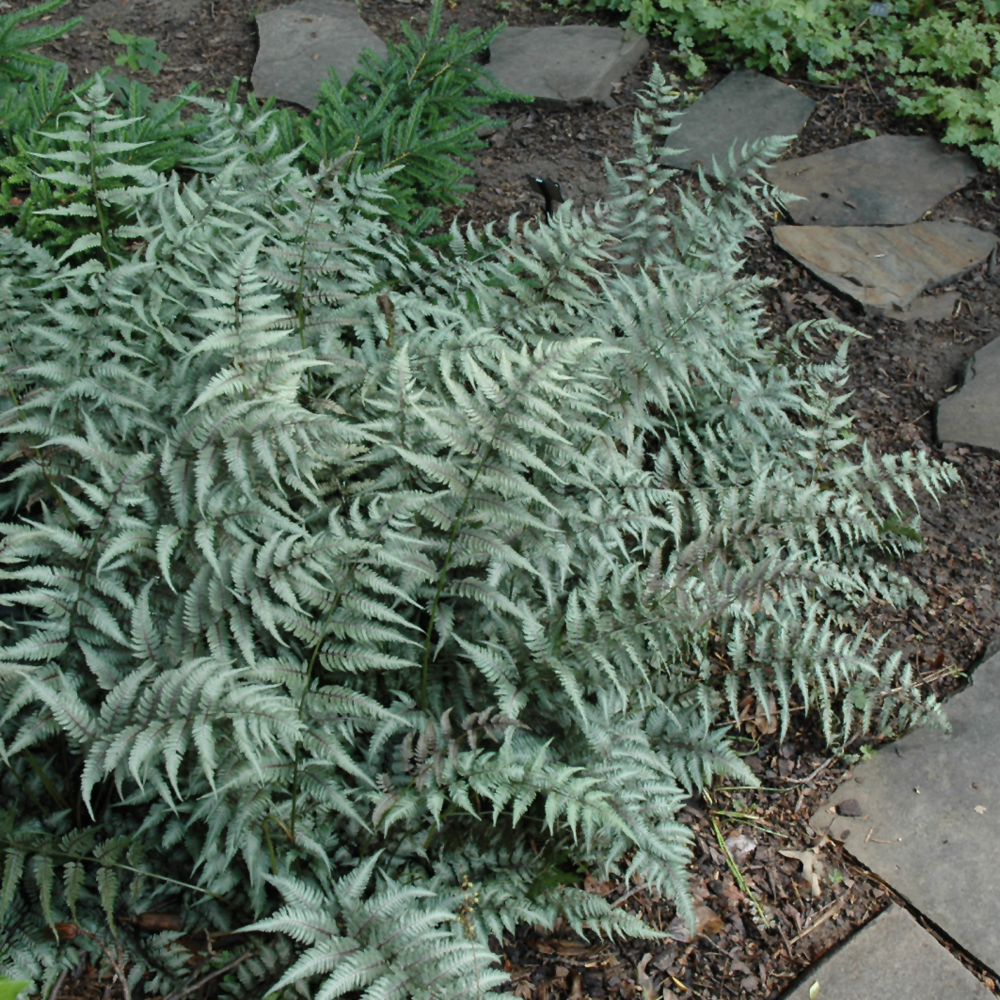 Japanese Painted Fern