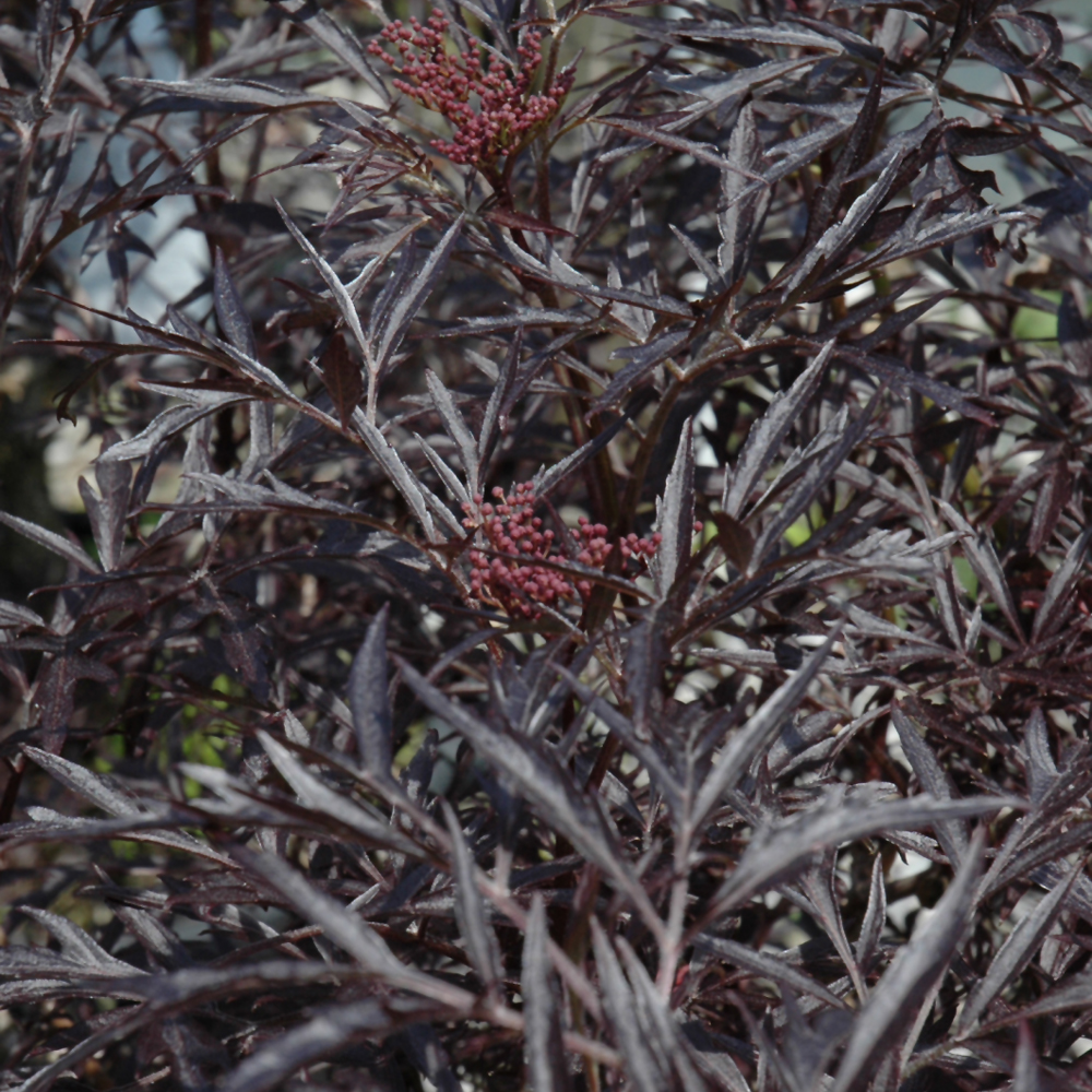 Black Lace Elder - Image 3