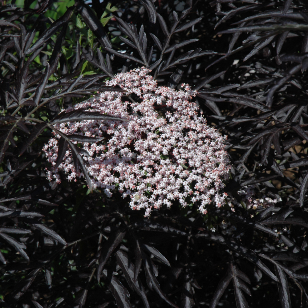 Black Lace Elder