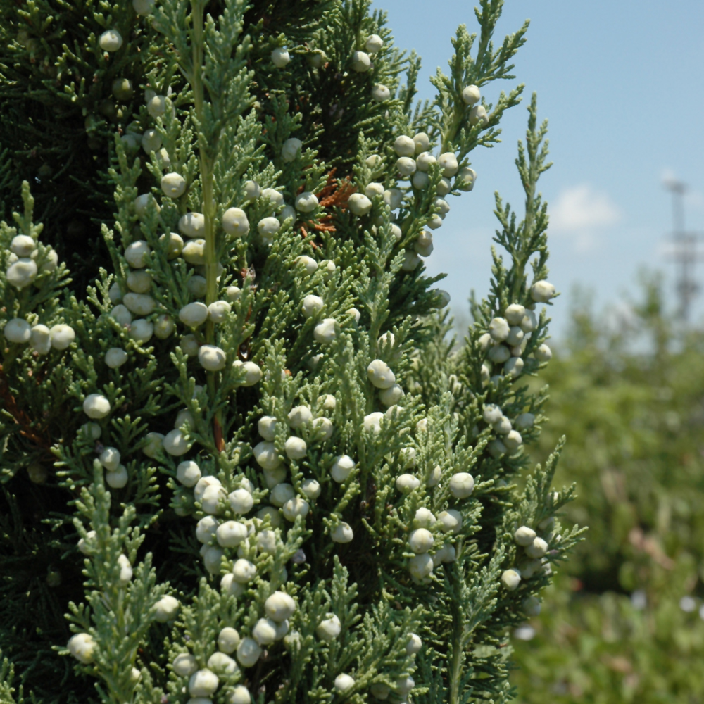 Trautman Juniper - Image 2