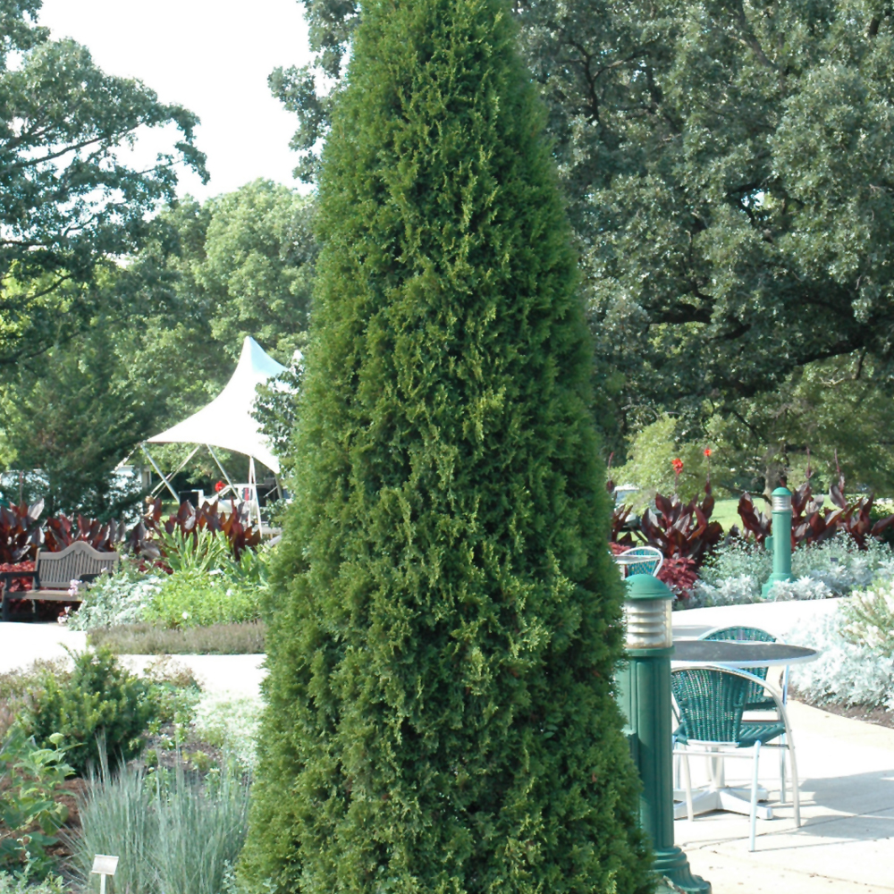 Emerald Green Arborvitae
