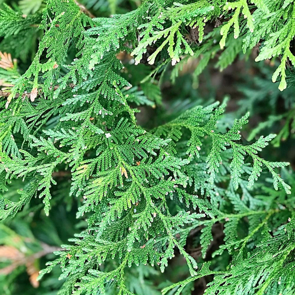 Green Giant Arborvitae - Image 4