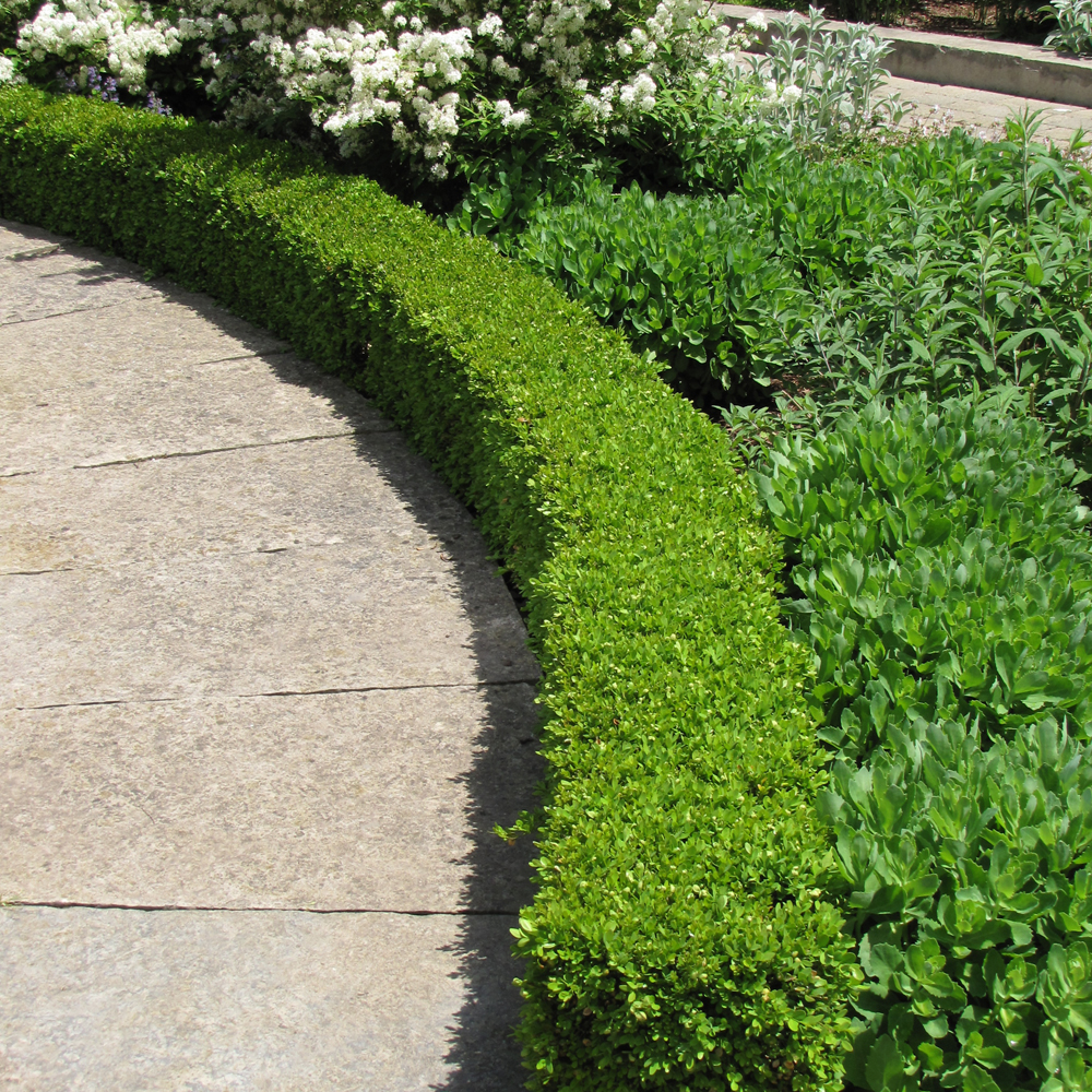 Green Velvet Boxwood - Image 3