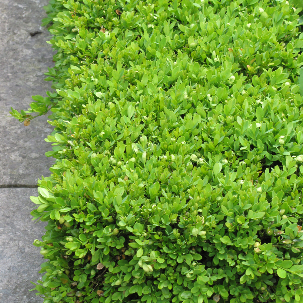 Green Velvet Boxwood - Image 2