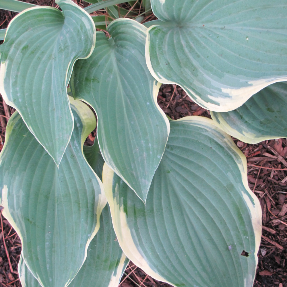Regal Splendor Hosta - Image 2