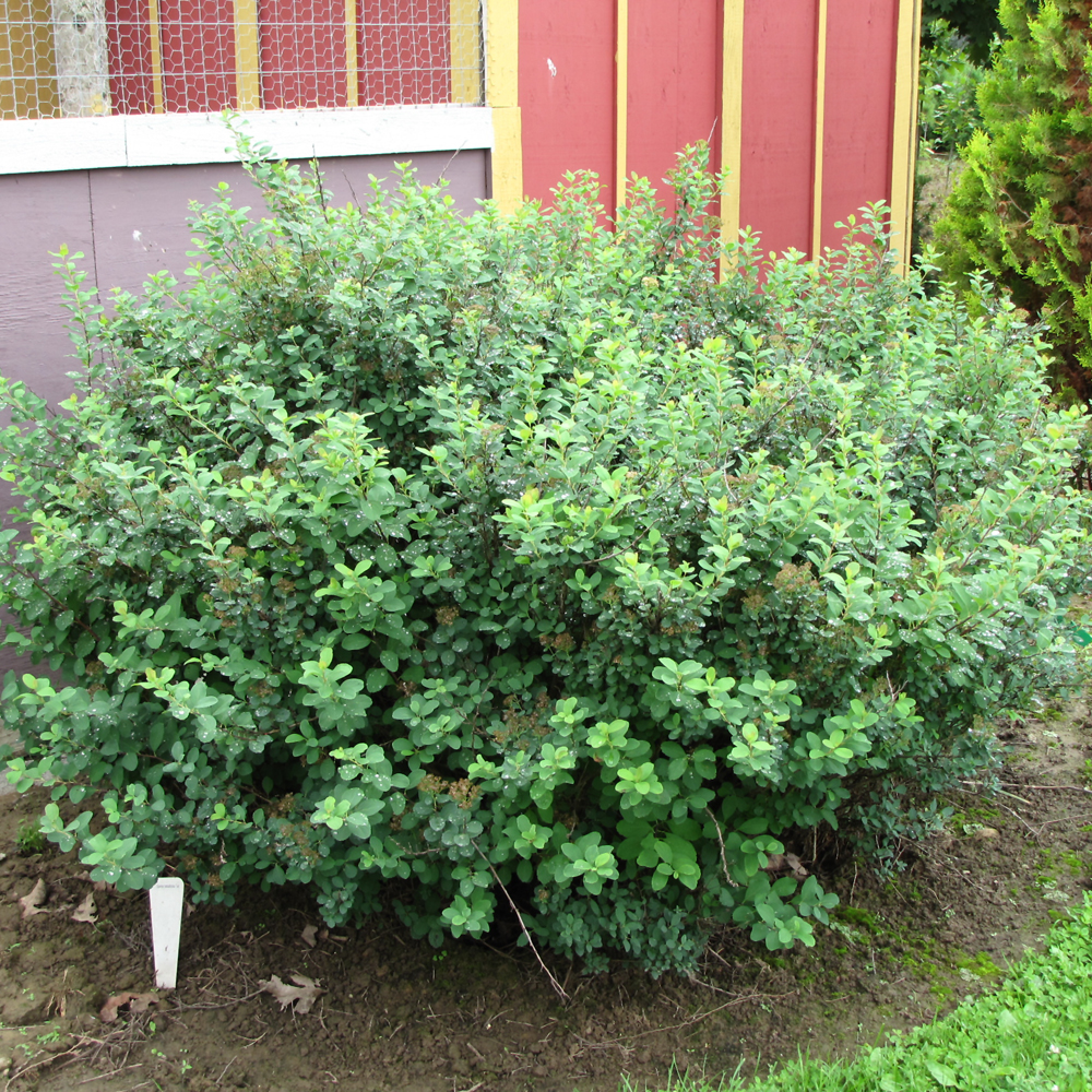 Tor Spirea - Image 3