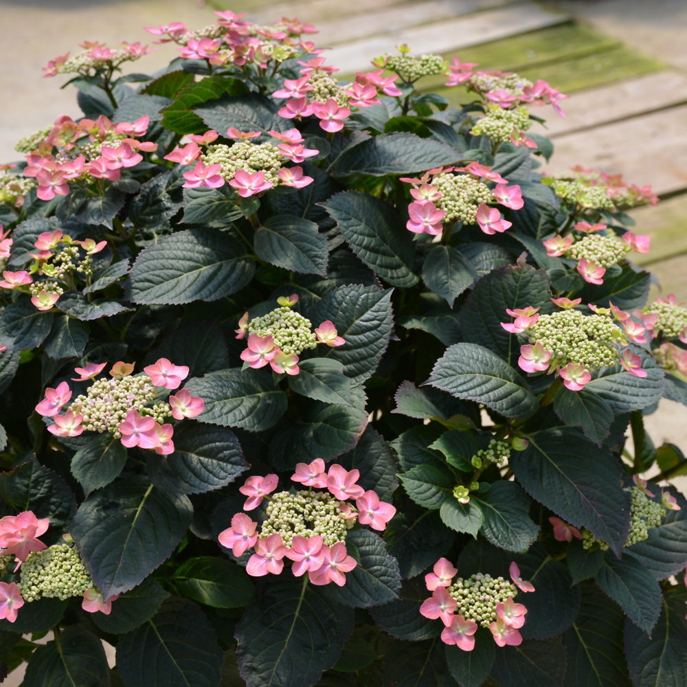 Tuff Stuff Red Hydrangea - Image 2