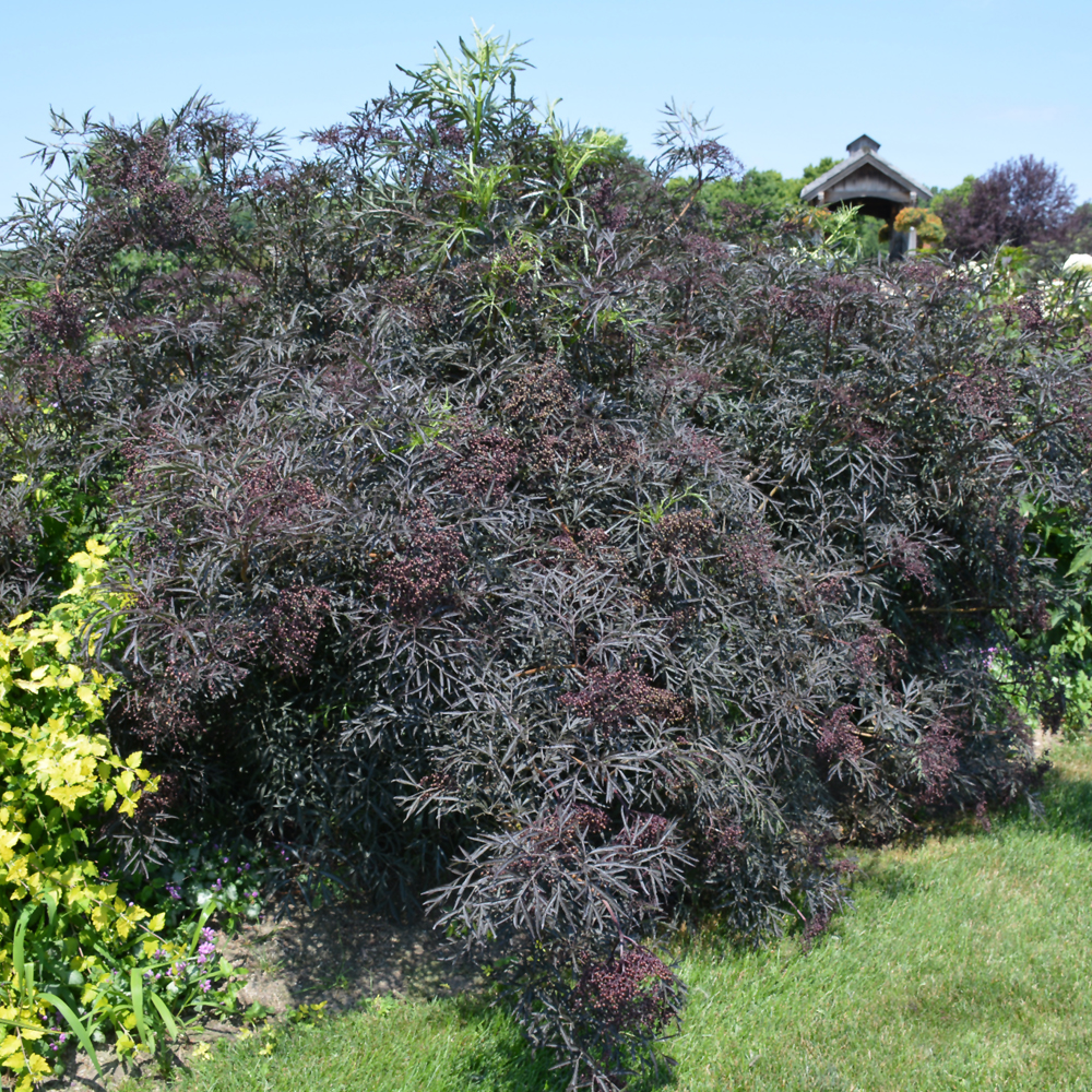 Black Lace Elder - Image 2