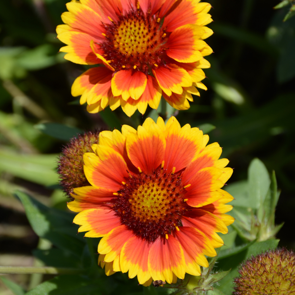 Arizona Sun Blanket Flower