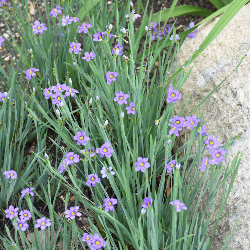 Lucerne Blue-Eyed Grass - Image 2