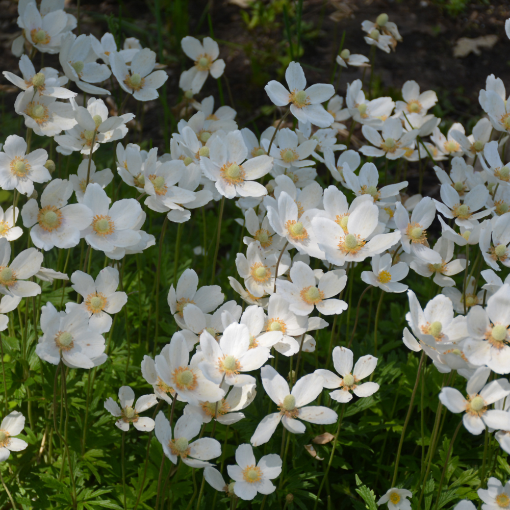 Windflower - Image 3