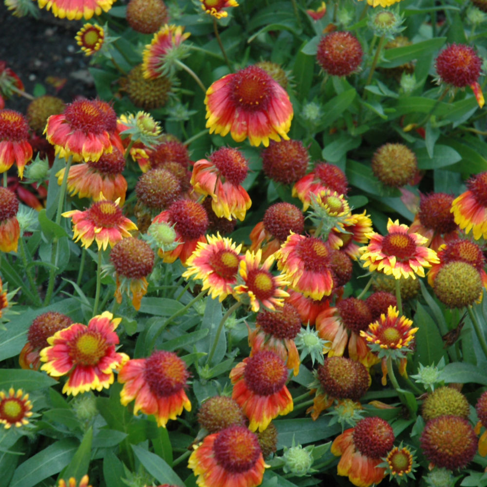 Arizona Sun Blanket Flower - Image 2