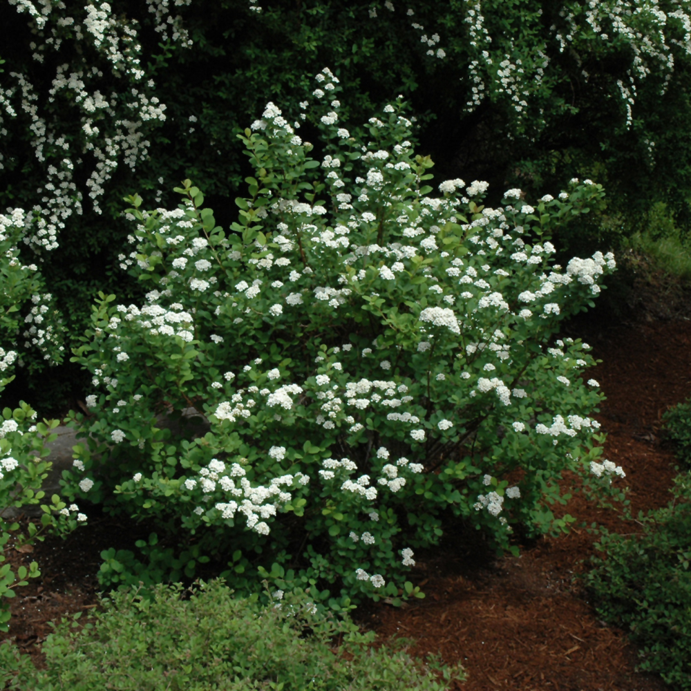 Tor Spirea - Image 2
