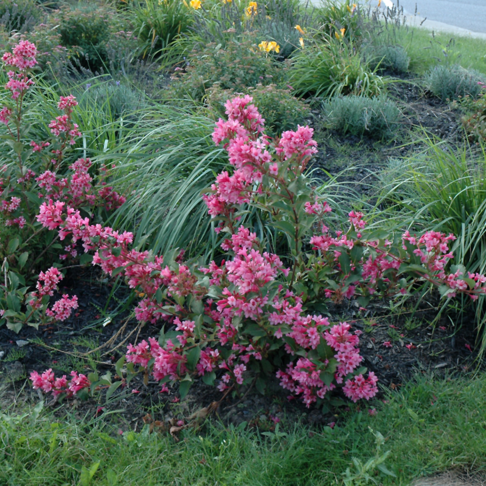 Sonic Bloom Pink Reblooming Weigela - Image 2