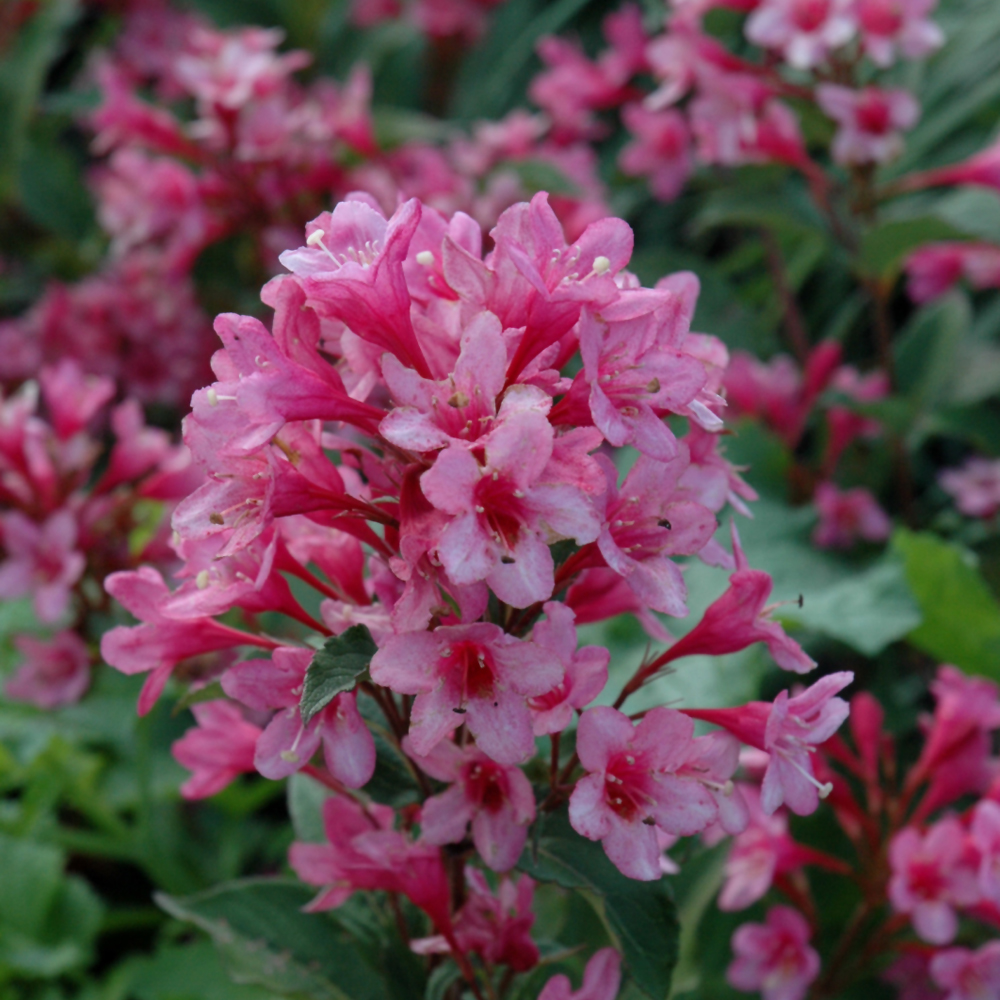 Sonic Bloom Pink Reblooming Weigela
