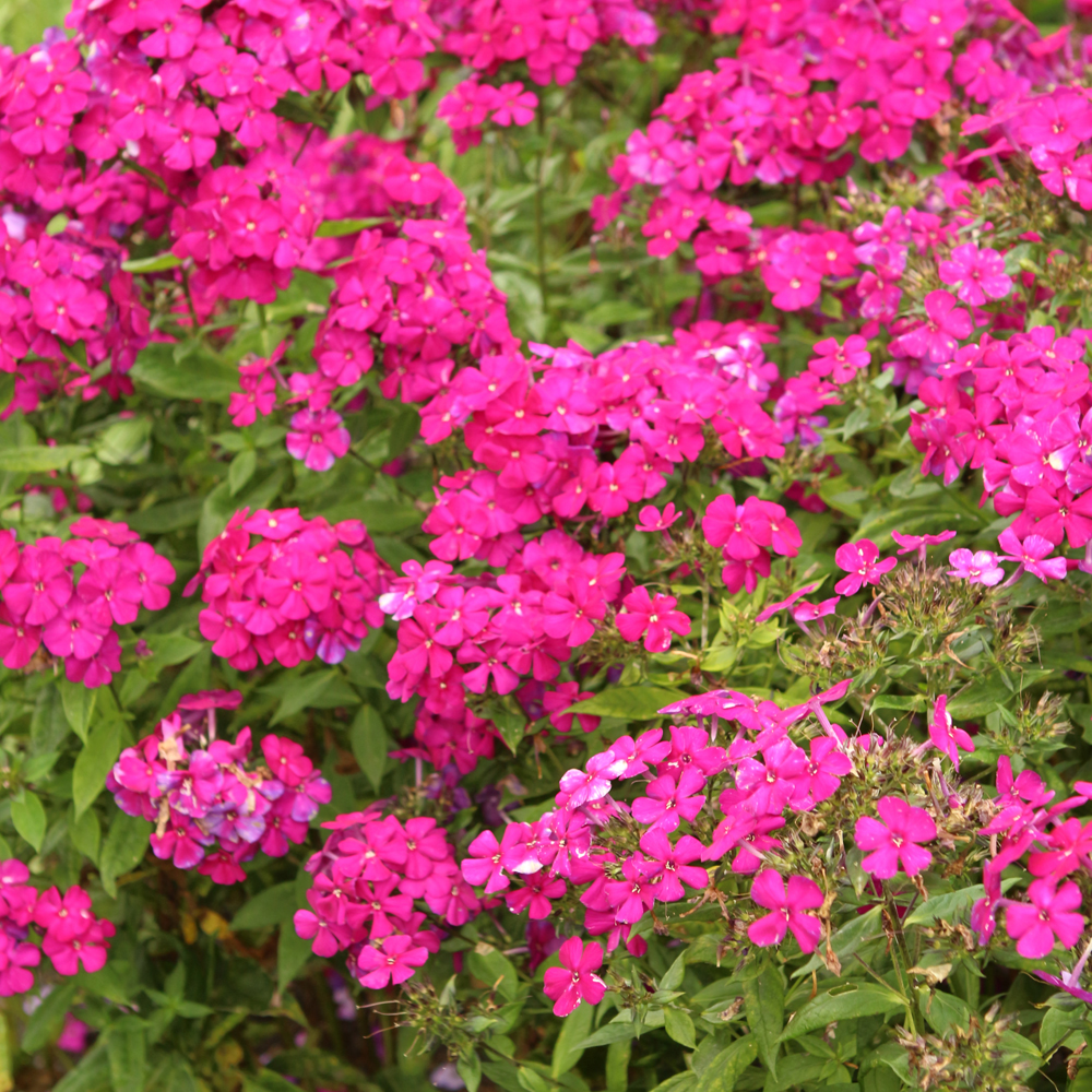 Luminary Ultraviolet Garden Phlox