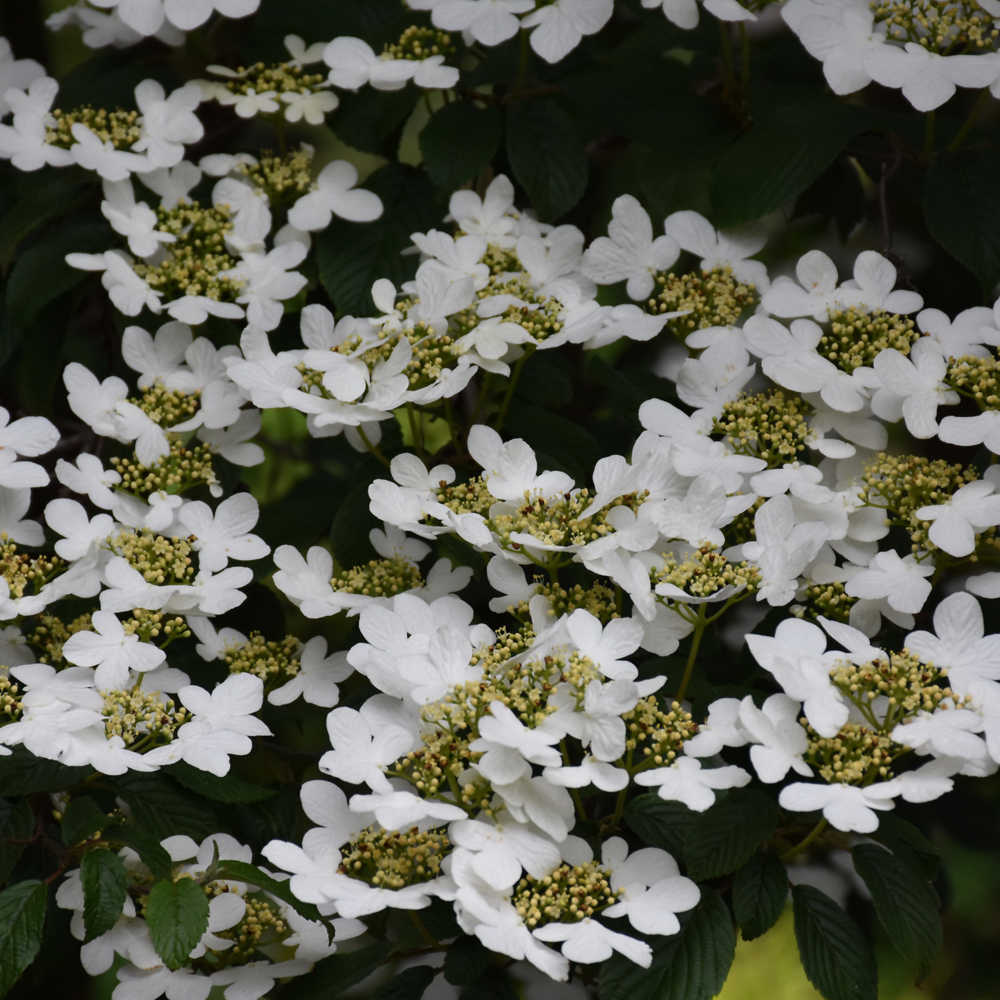 Summer Snowflake Doublefile Viburnum - Image 2