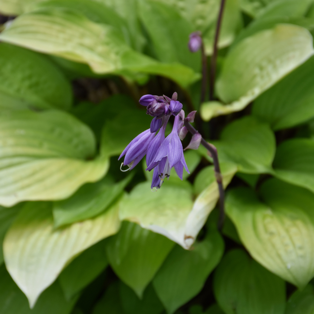 Fire Island Hosta - Image 3