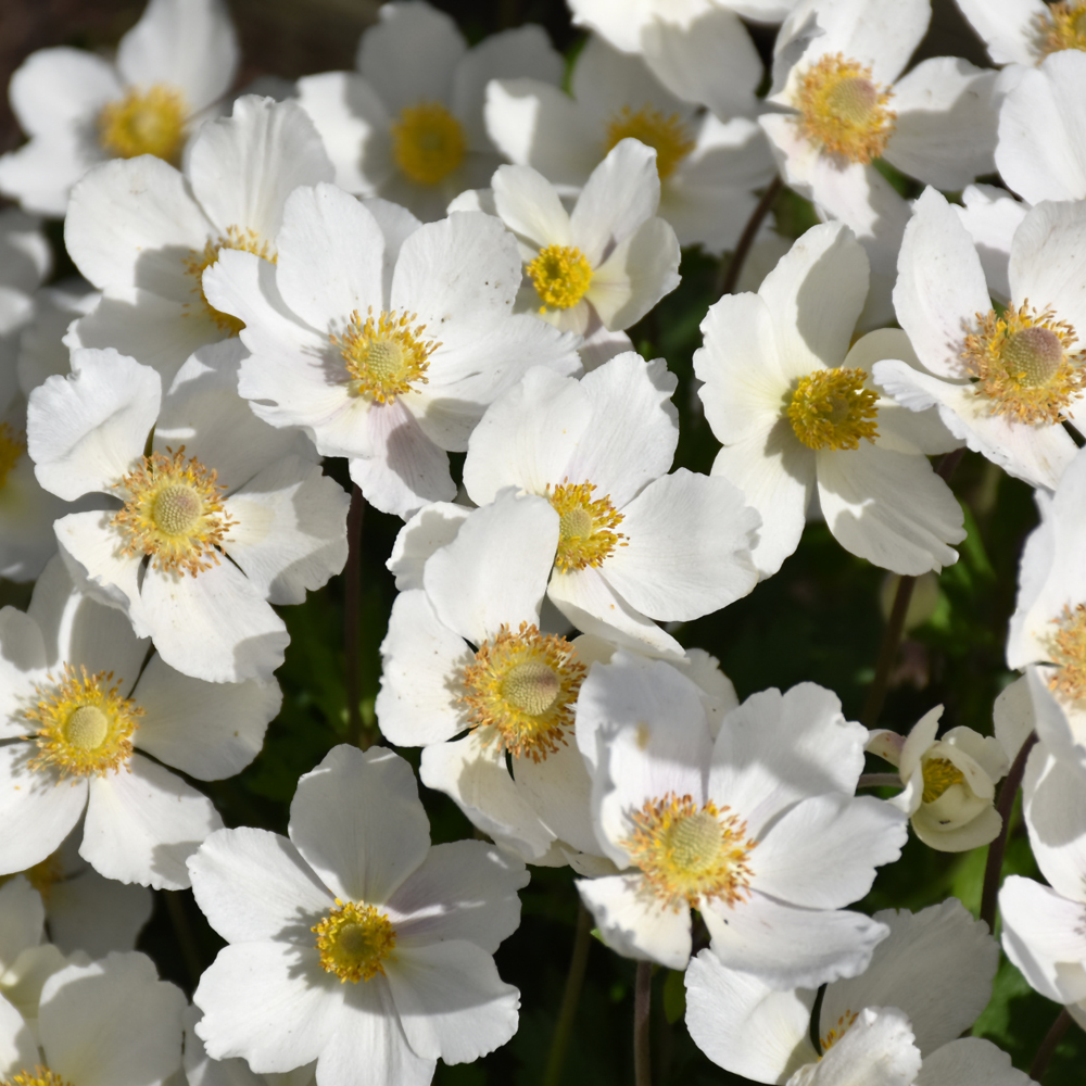 Windflower - Image 2