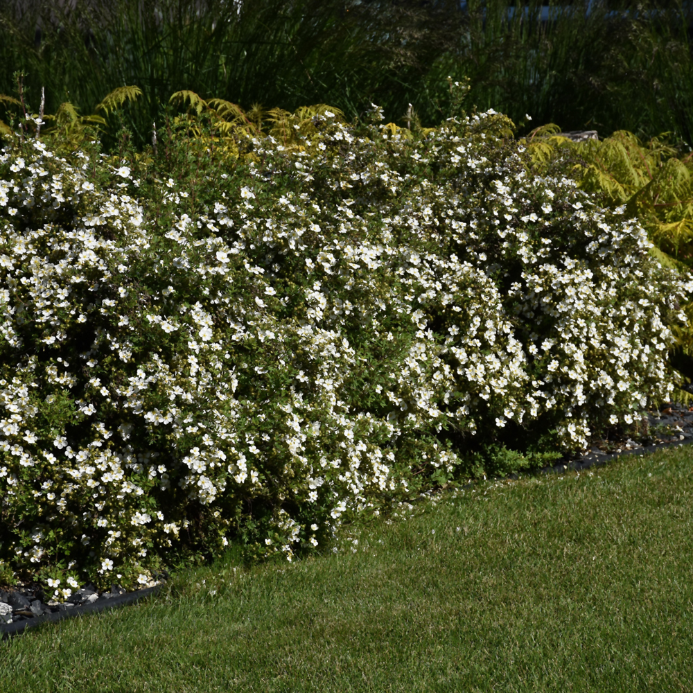 McKay's White Potentilla - Image 2