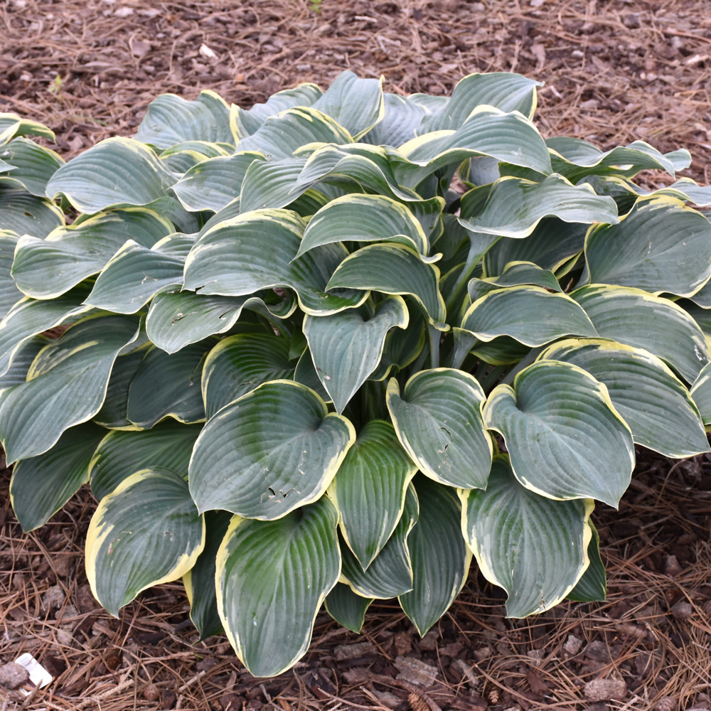 Regal Splendor Hosta