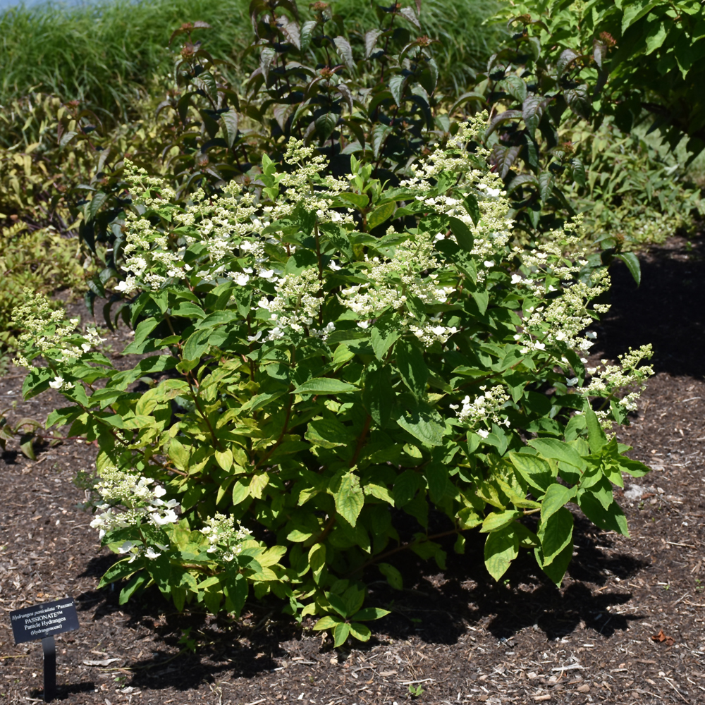 Passionate Hydrangea - Image 2