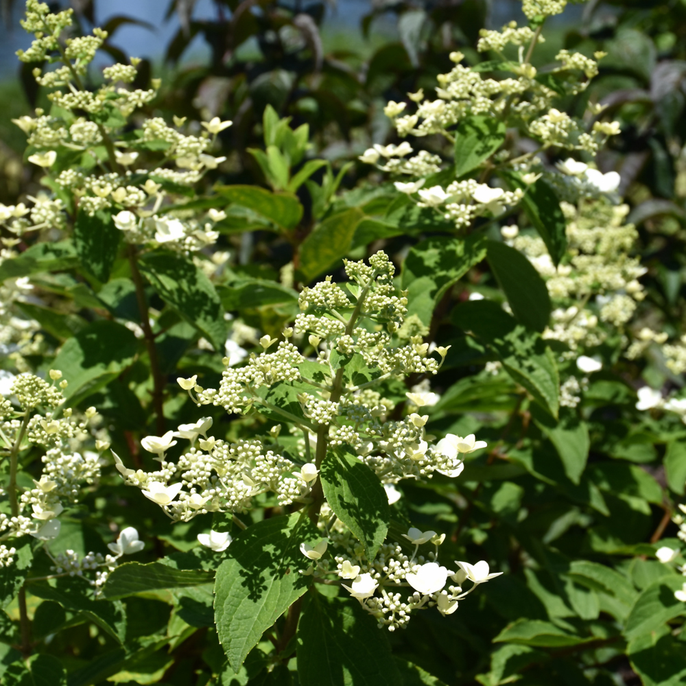 Passionate Hydrangea - Image 3