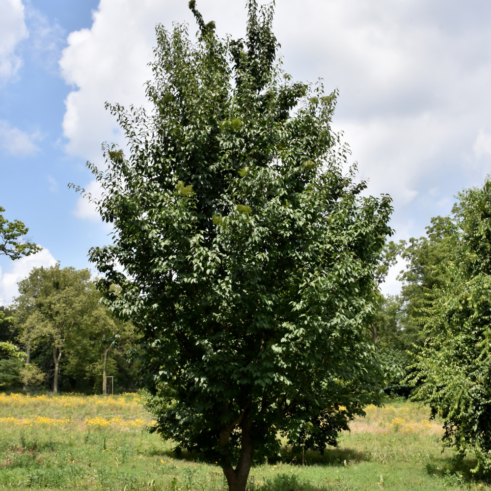 Pekin Lilac