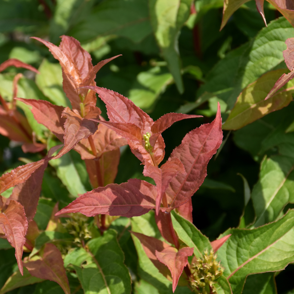 Kodiak Orange Diervilla - Image 3