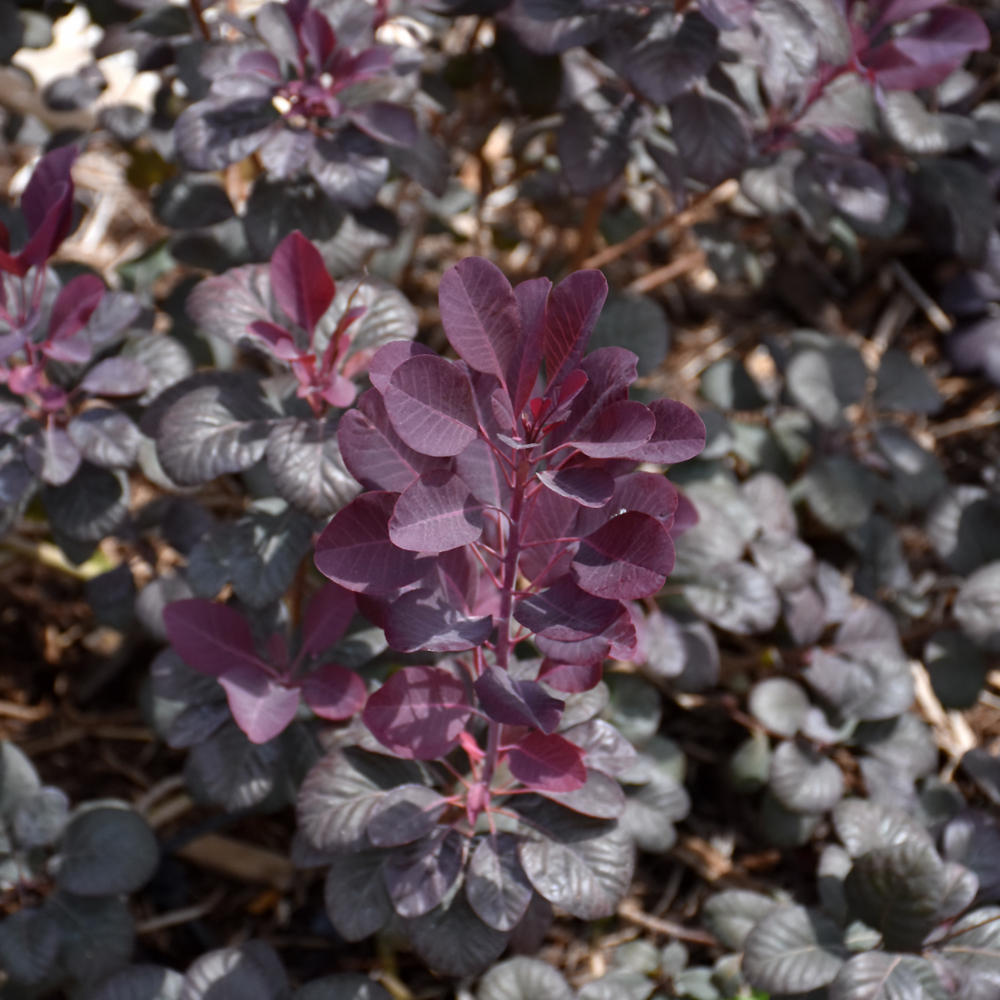 Winecraft Black Smokebush - Image 2