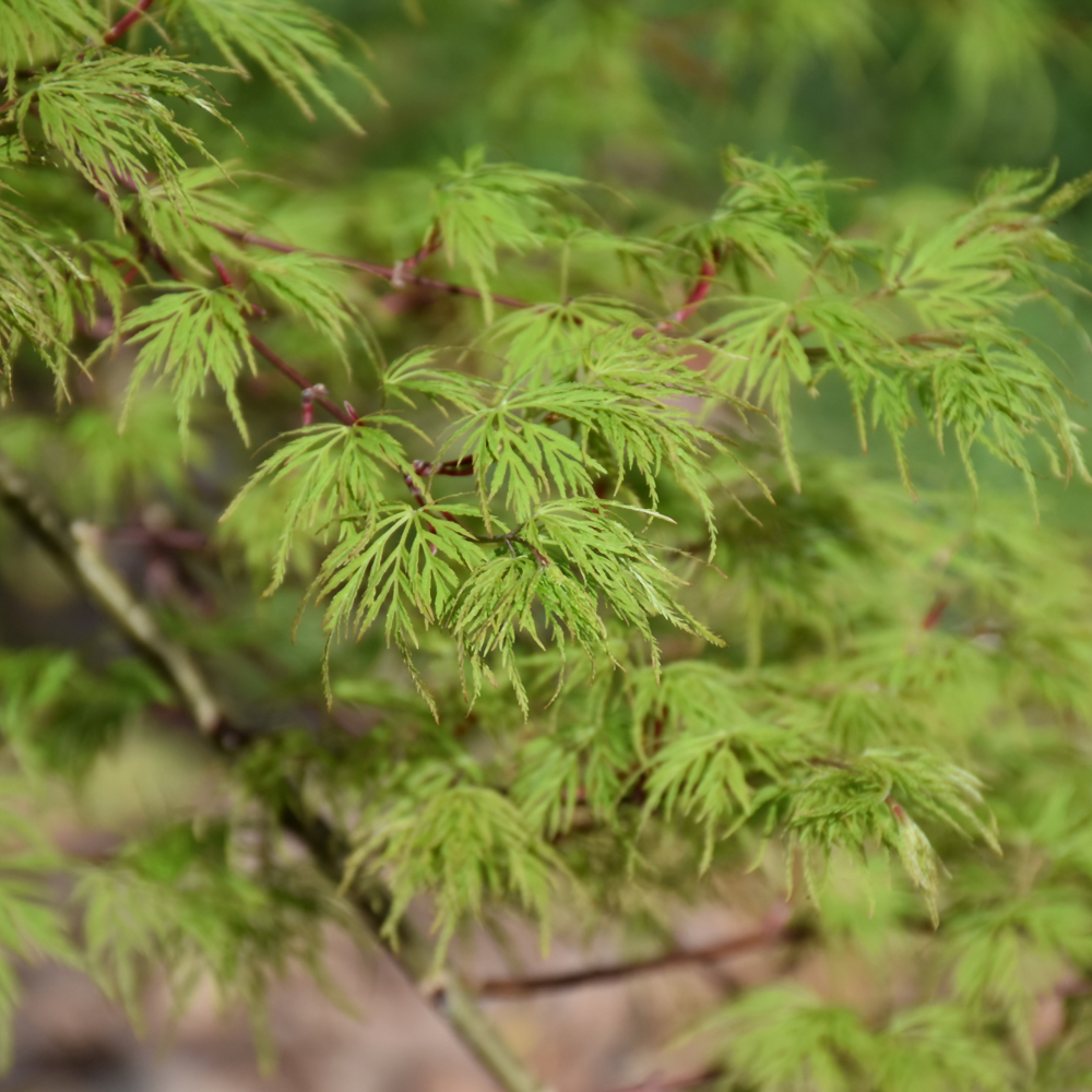 Emerald Lace Japanese Maple - Image 2