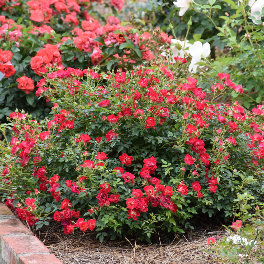 Red Drift Rose - Image 2