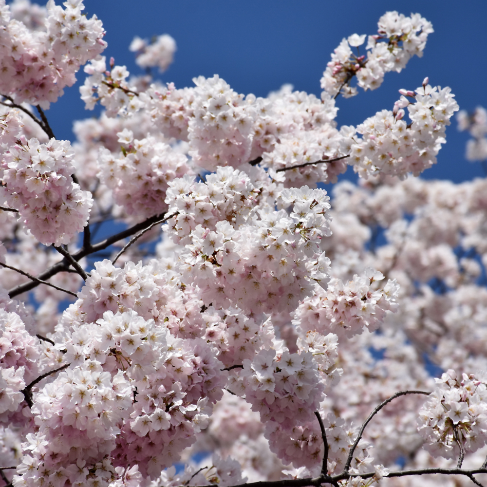 Yoshino Cherry - Image 2