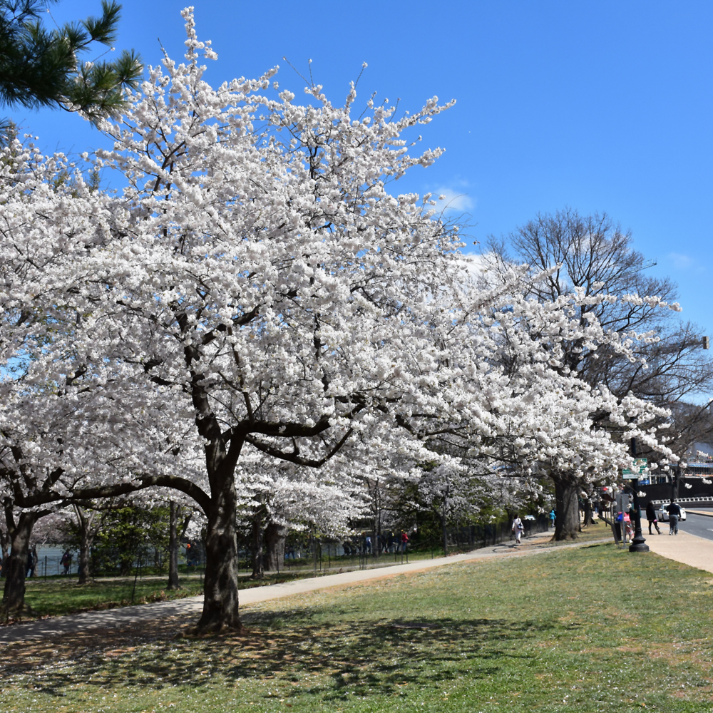 Yoshino Cherry - Image 3