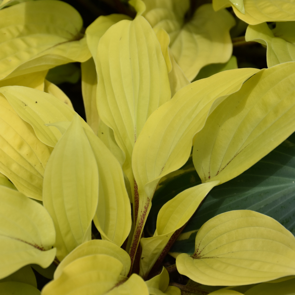 Fire Island Hosta - Image 2