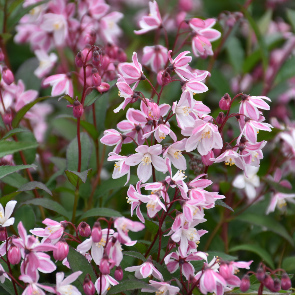 Yuki Cherry Blossom Deutzia
