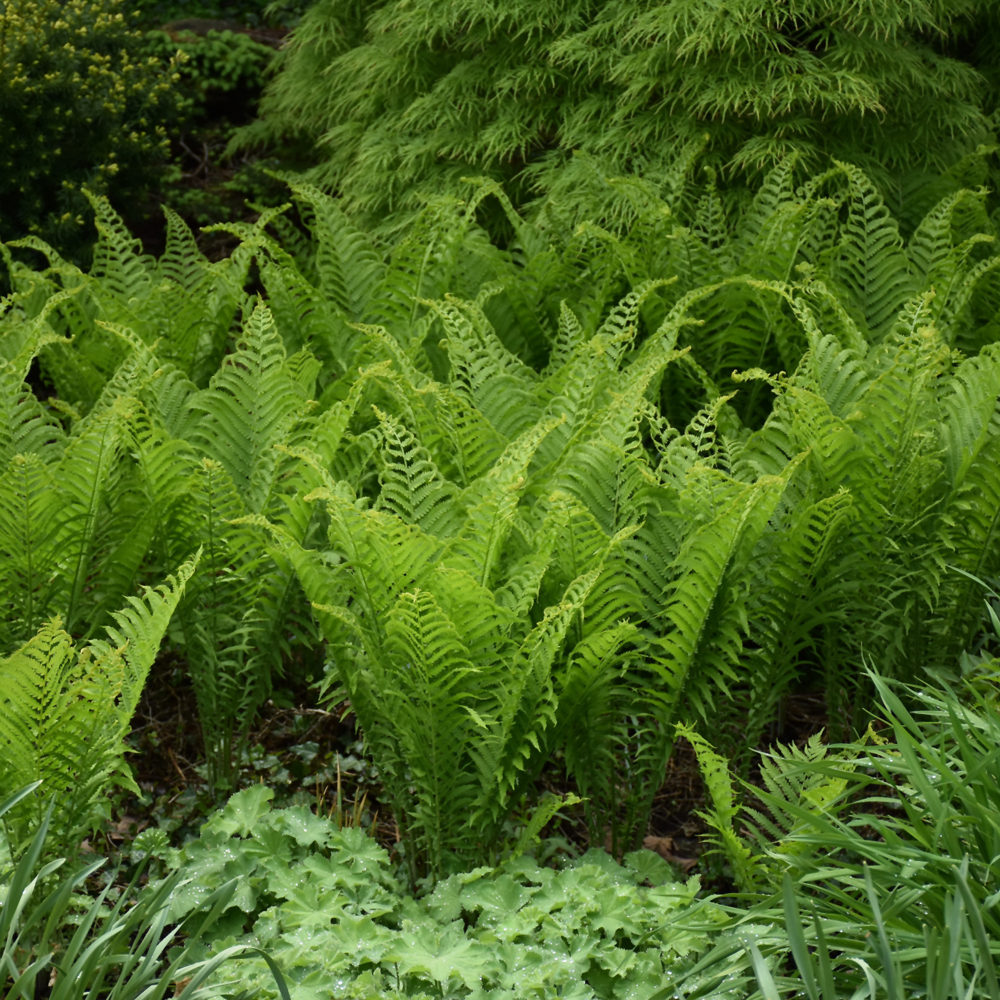 Ostrich Fern - Image 2