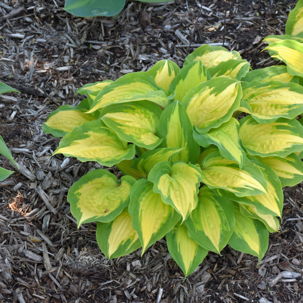 Island Breeze Hosta - Image 2