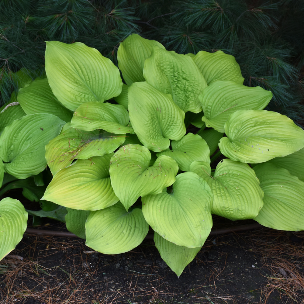 Shadowland Coast to Coast Hosta - Image 2