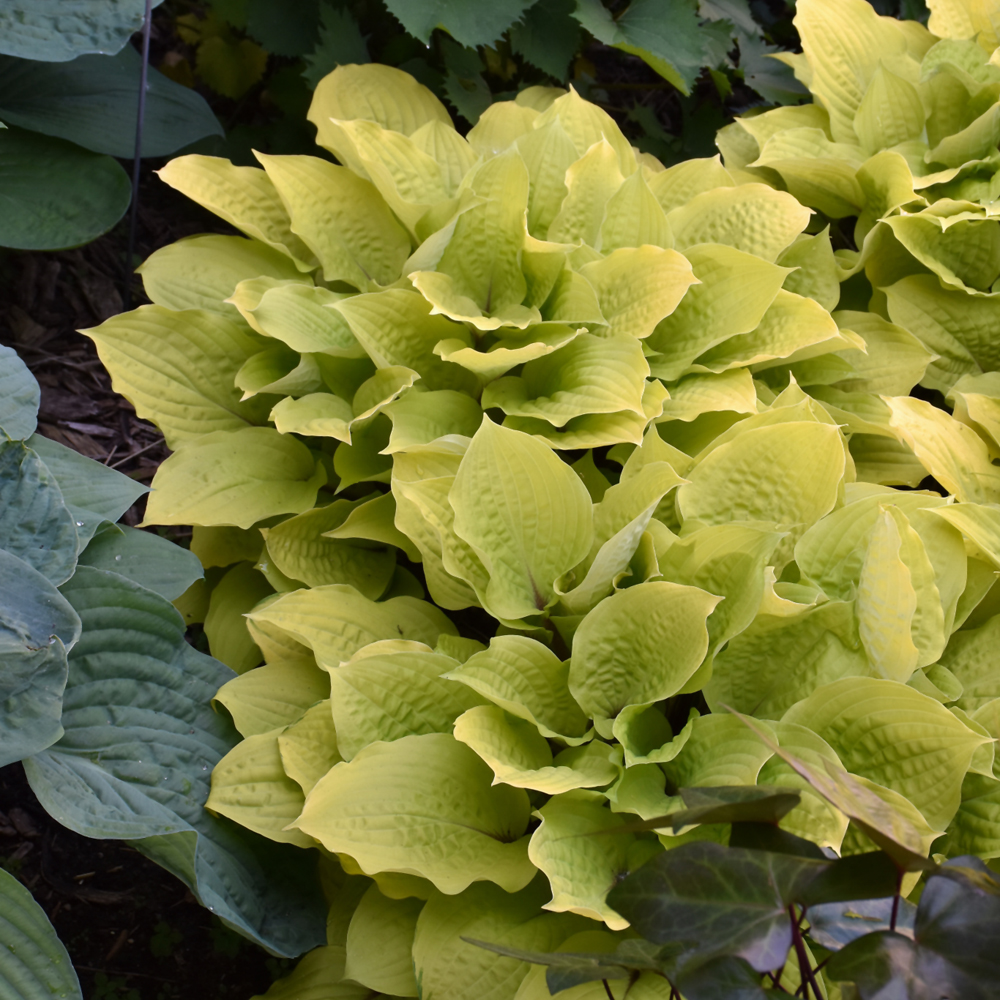 Fire Island Hosta