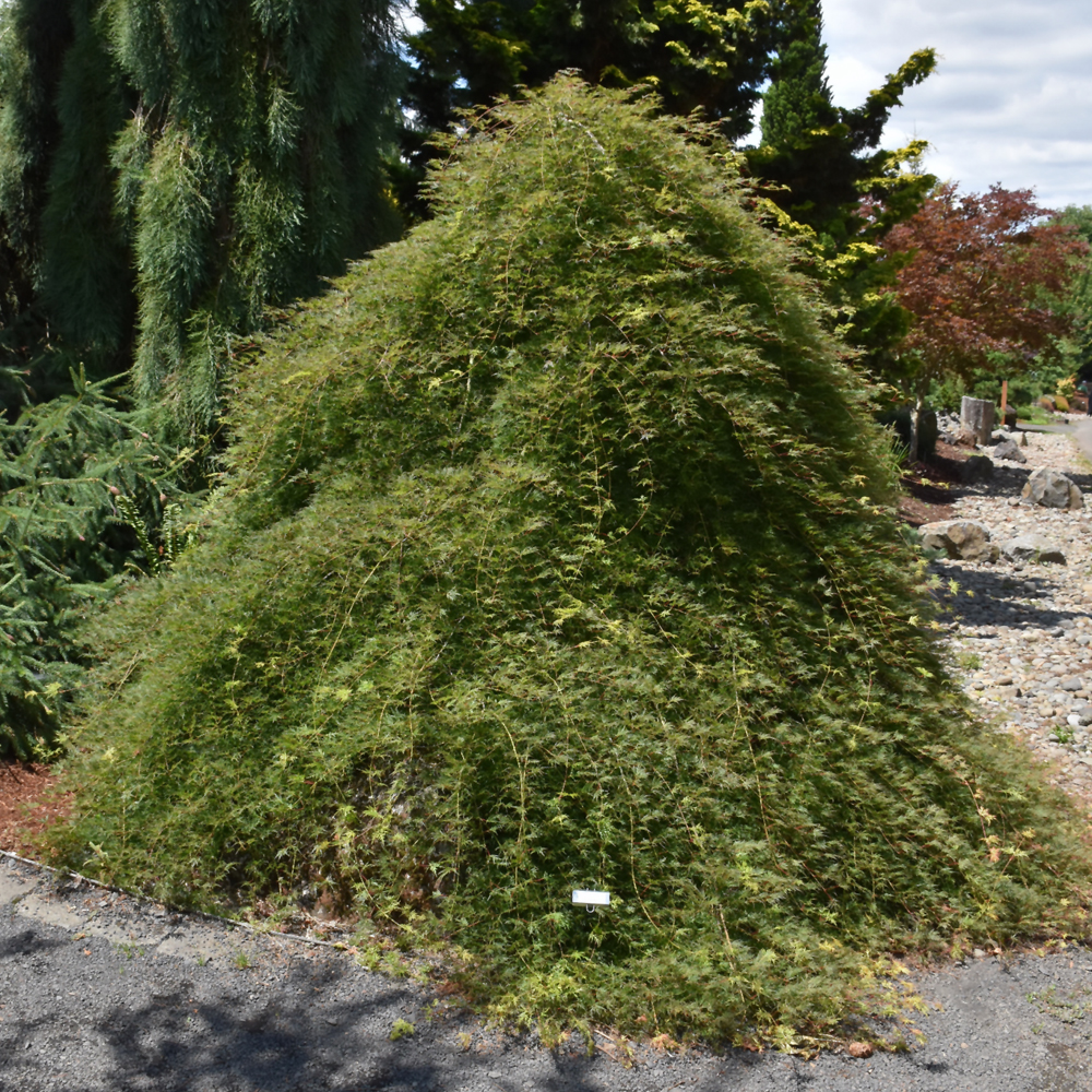 Emerald Lace Japanese Maple