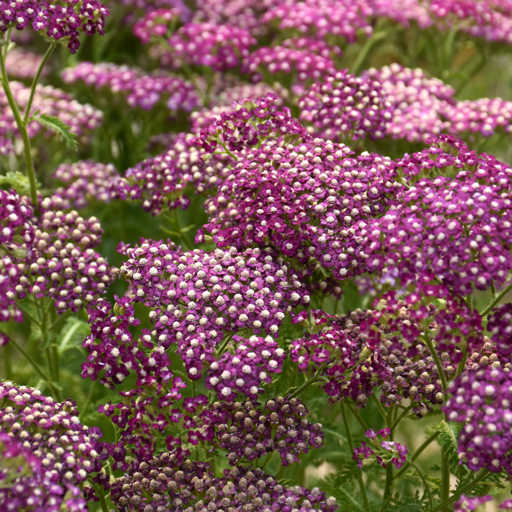 New Vintage Violet Yarrow