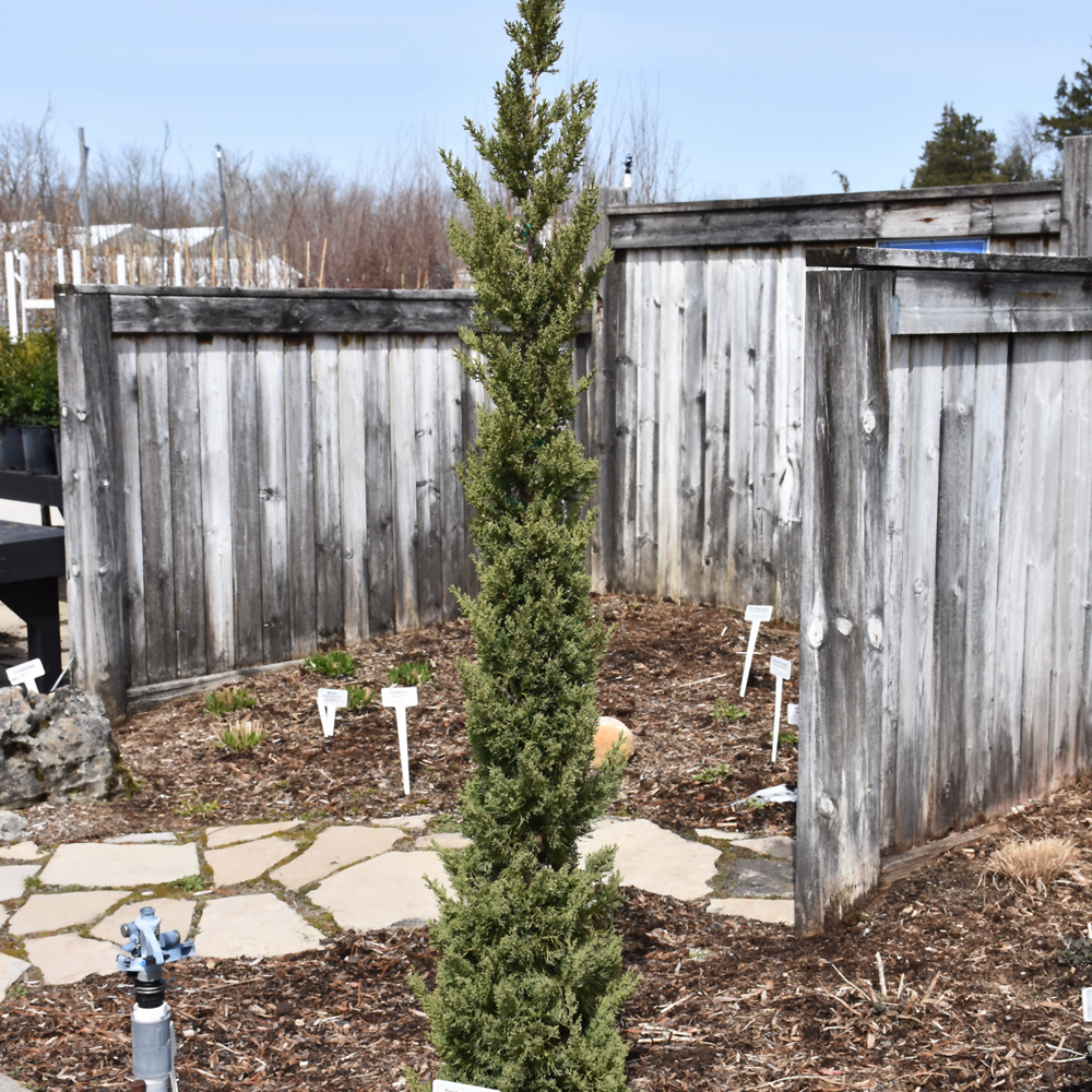 Trautman Juniper - Image 3