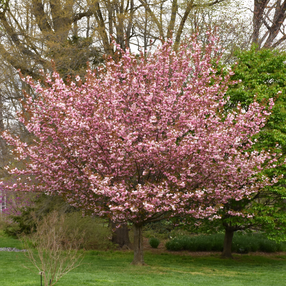 Kwanzan Flowering Cherry - Image 2